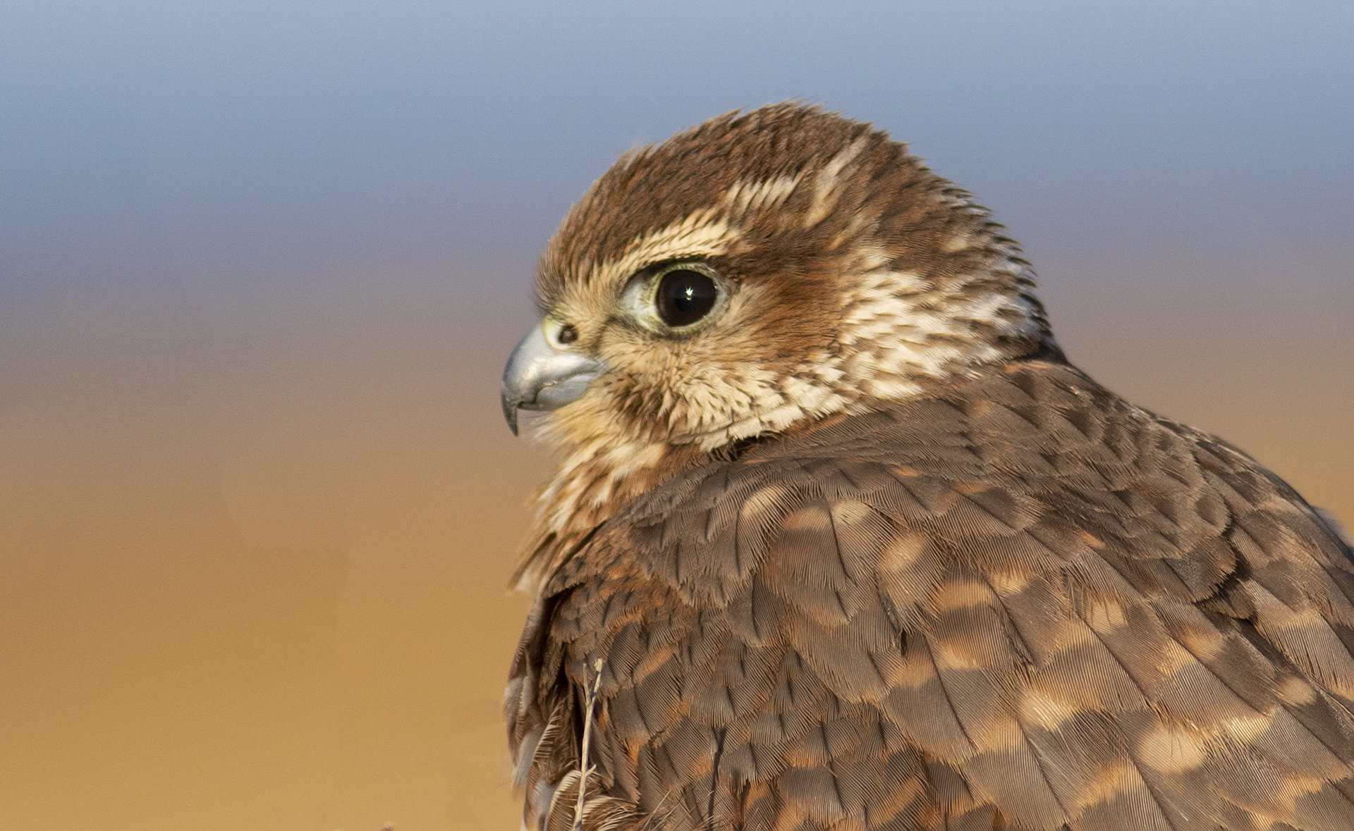 Merlin